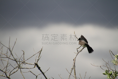 东部美洲食蜂鹟,枝,平衡折角灯,北方深红色食蜂鸟,可爱的,暗色,野生动物,环境,加拿大,北美歌雀