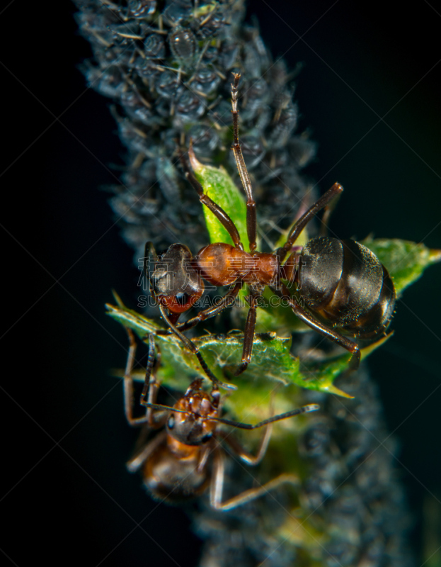 蚂蚁,蚜虫,垂直画幅,马车,酸,无人,蚁酸,特写,蚧壳虫,剑角蝗科