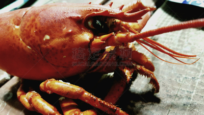 龙虾,灵性,美国西部,海产,暴饮暴食,海滩,龙虾捕捞,南方食品