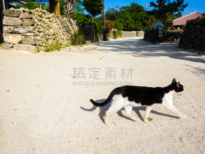 度假胜地,竹富岛,猫,生活方式,天空,石墙,水平画幅,沙子,夏天,石垣岛