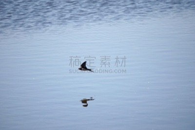 家燕,张开翅膀,水,水平画幅,谷仓,鸟类,动物身体部位,野外动物,户外,湖