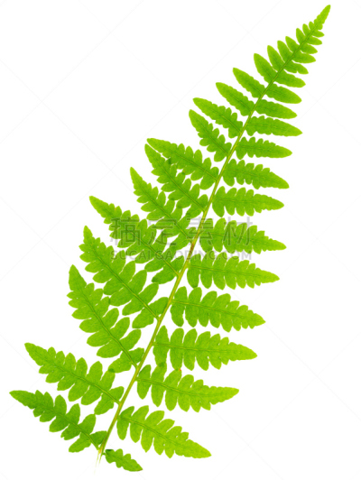 叶子,蕨类,大特写,白色背景,透镜,分离着色,维管束,欧洲蕨,孢子,复叶
