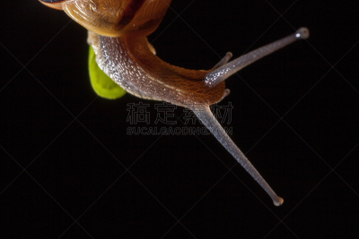 绿色,叶子,菜园蜗牛,水,苔藓,缓慢的,野外动物,夏天,白色,闪亮的