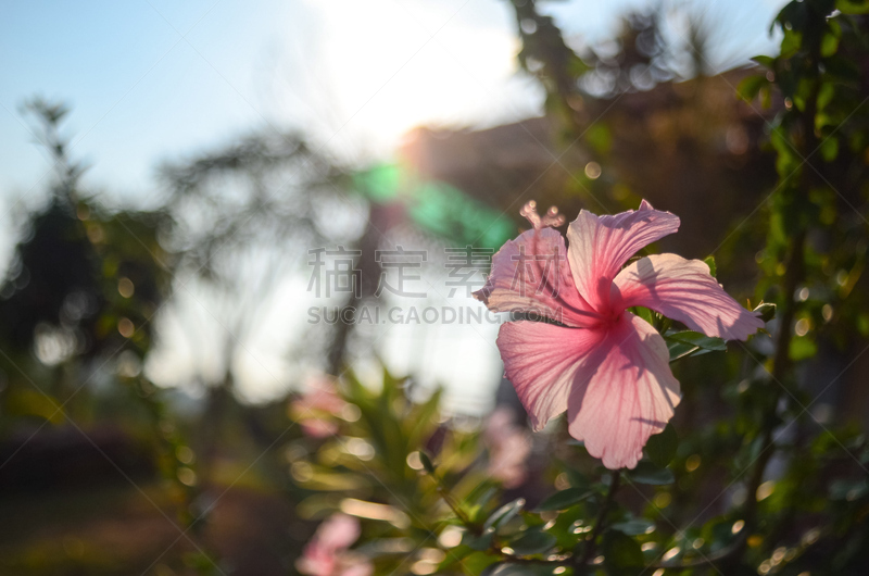 粉色,花柱头,木槿属,雌蕊,锦葵目,自然,水平画幅,雄蕊,无人,夏天