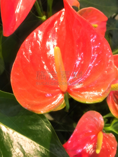 红色,花烛属,菜园,暗色,清新,背景分离,热带气候,泰国,品红色,火烈鸟
