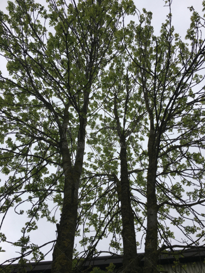 灰树,鹭管鱼,五月,自然,垂直画幅,无人,艾克塞特,爱塞特,植物,英国