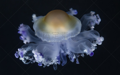 特写,水母,煎蛋,风景,水,美,水平画幅,水下,户外,生物学