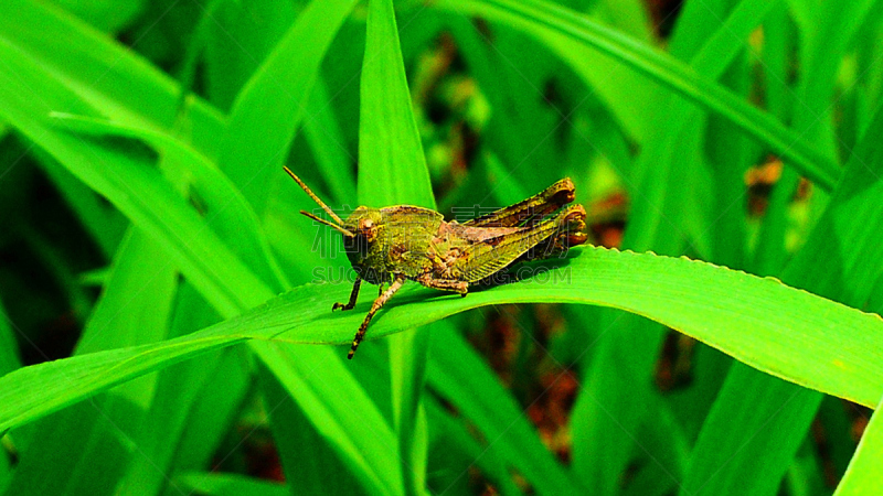 蝗虫,自然,野生动物,水平画幅,无人,直翅目,特写,昆虫群,剑角蝗科