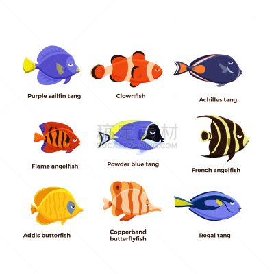 可爱的,绘画插图,鱼类,水族馆,计算机图标,海洋,矢量,热带鱼,深的,帆
