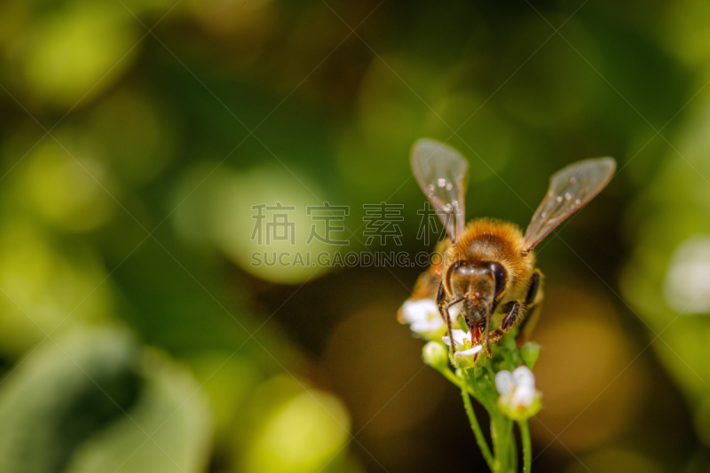 花粉,蜜蜂,蜂箱,蜂蜜,白色,农作物,贺卡,留白,水平画幅,提举
