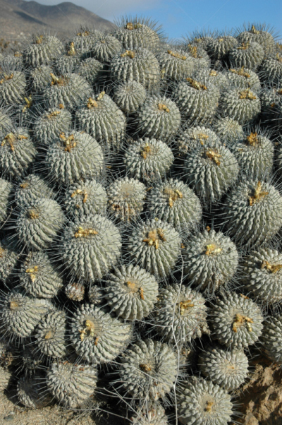 仙人掌,智利,仙人球,阿塔卡马大区,阿塔卡马沙漠,自然,垂直画幅,南美,无人