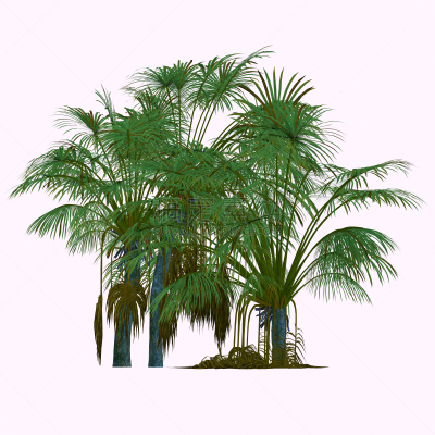 Coco de Mer Tree