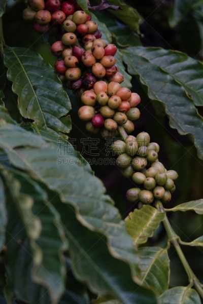 叶子,枝,咖啡豆,农业,熟的,樱桃,色彩鲜艳,色彩饱和,植物,热带树