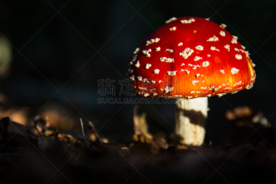 毒蝇菇,伞形毒菌,毒蘑菇,水平画幅,无人,户外,斑驳的,特写,树林,真菌