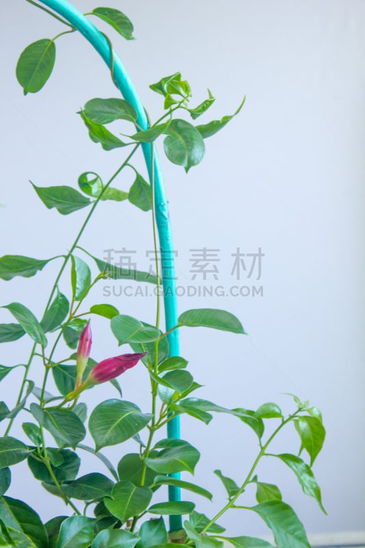 红蝉花,花蕾,园林,红色,自然,垂直画幅,美,绿色,景观设计,有毒生物体