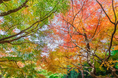 秋天,红色,龙安寺,京都府,枫叶,自然,水平画幅,无人,九月,散焦