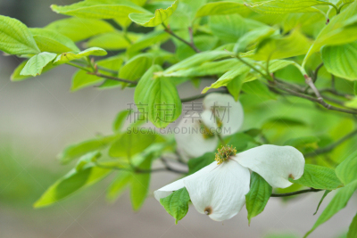 佛罗里达,红山茱萸,开花的山茱萸,箭木,山茱萸,白色,春天,水平画幅,无人,日本