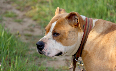 美国斯塔福德犬,狗,雌性动物,brown dog tick,斯塔福德郡斗牛犬,美国斗牛梗,美术肖像,梗犬,自然,人的头部
