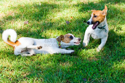 杰克拉瑟短腿犬,小狗,公亩,圣伯纳犬,进行中,水平画幅,泥土,草,雌性动物,人的嘴