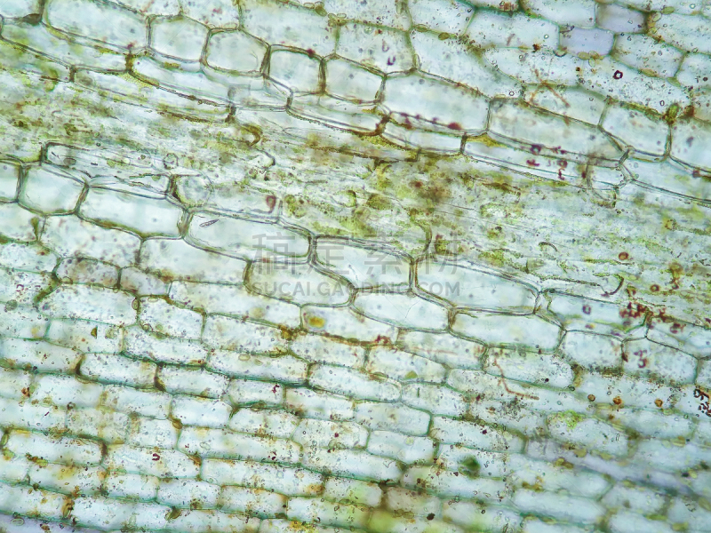 显微镜,水生动植物,植物细胞,风景,在下面,胞间连丝,黑藻属,基质,细胞核,细胞质