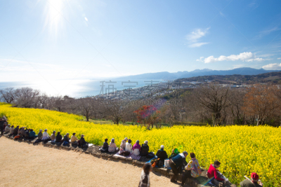 日本,油菜花,田地,自然,哈拉帕,水平画幅,山,可爱的,无人,3到4个月