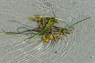 海滩,海草,自然,罗得岛,水平画幅,沙子,岩石,无人,苔藓,缅因州