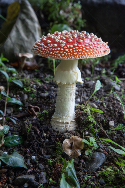 蘑菇,红色,鹅膏菌,自然,垂直画幅,无人,有毒生物体,斑点,生物学,真菌