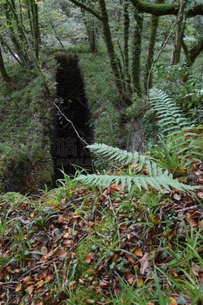 bodmin moor,矿内巷道,自然,锡矿石,簇叶从生的,垂直画幅,康沃尔,图像,英国,采矿业
