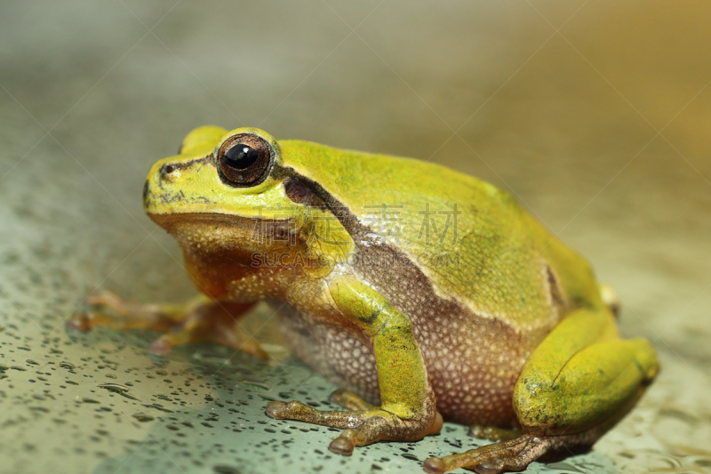 可爱的,欧洲,绿树蛙,特写,水,美,水平画幅,无人,hylidae,爬虫学