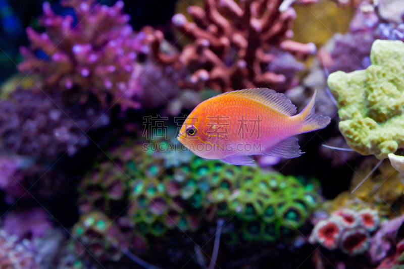 鱼类,橙色,lyretail anthias,珊瑚色,巴布亚新几内亚,水平画幅,金贝湾,无人,水下,野外动物