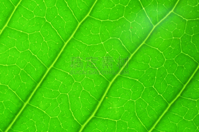 绿色,叶子,纹理,背景,自然,式样,水平画幅,时尚,叶脉,特写