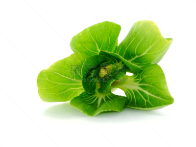 油菜,分离着色,白色,胡青,浮冰,牛皮菜,芜菁,水平画幅,有机食品,维生素
