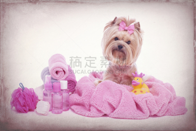 宠物美容店,约克郡犬,毛巾,粉色,有包装的,浴帽,粉扑,动物刷,橡皮鸭子,玩具小狗