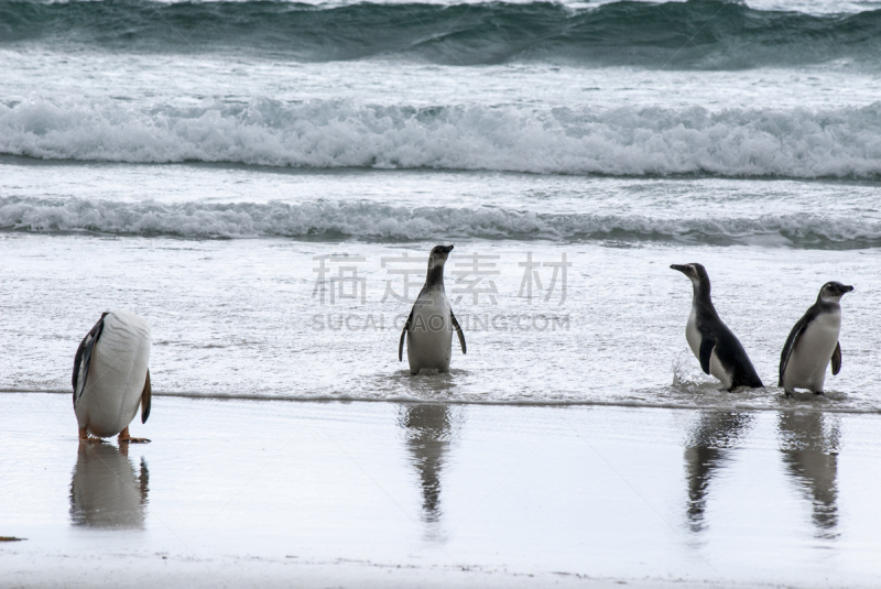 企鹅,巴布亚企鹅,麦哲伦海峡企鹅,南美,水,水平画幅,沙子,鸟类,动物习性,动物身体部位