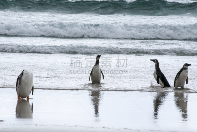 企鹅,巴布亚企鹅,麦哲伦海峡企鹅,南美,水,水平画幅,沙子,鸟类,动物习性,动物身体部位