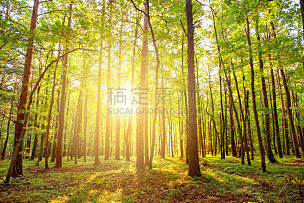 森林,自然美,秘密,自然界的状态,罗马尼亚,环境,草,阴影,植物,夏天