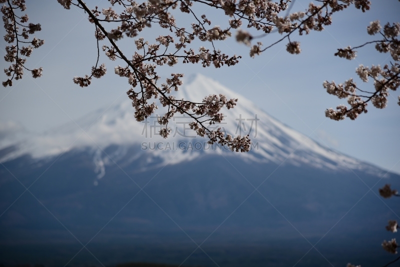 富士山,樱花,柔焦,河口湖,富士河口湖,水,天空,美,水平画幅,雪