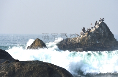 加利福尼亚,鹈鹕,岩石,美国,旧金山湾区,户外,自然,偏远的,风景,美
