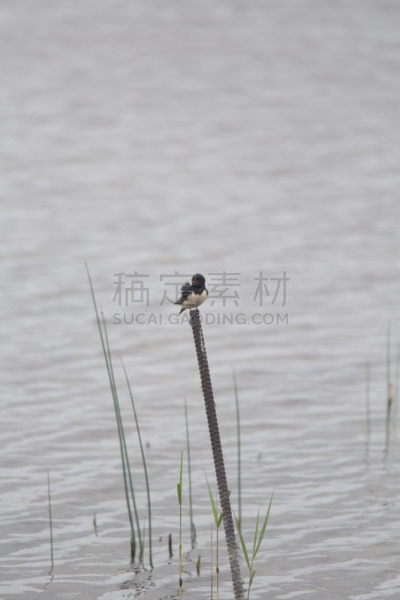 谷仓,湖,地形,燕子,海滩,自然美,家燕,湖岸,沼泽,杆