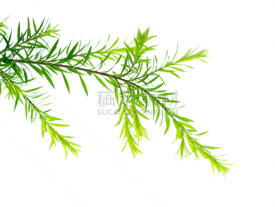 叶子,活力,传统,健康保健,清新,飘然,替代医药,泰国,枝繁叶茂,香水