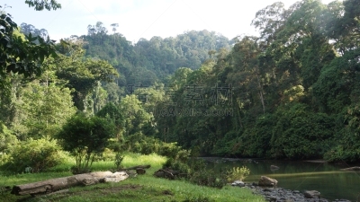 雨林,沙巴州,婆罗洲岛,达浓谷地,生物学,热,热带气候,环境,环境保护,枝繁叶茂