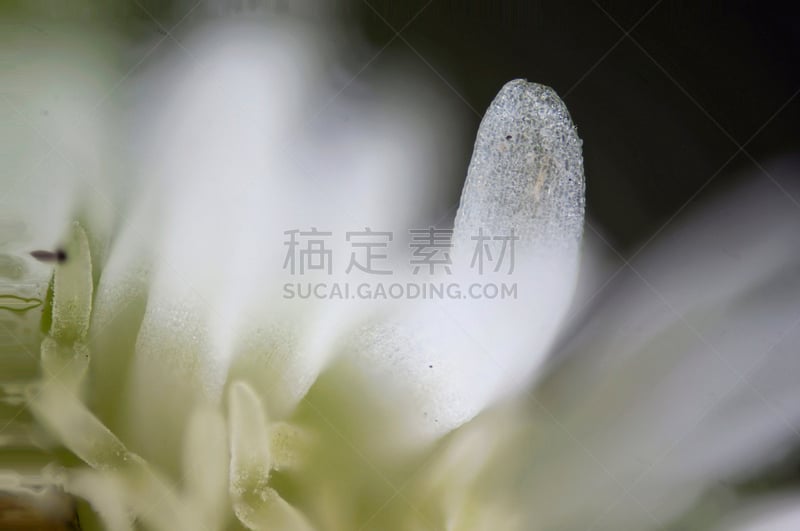 放大效果,背景,花瓣,自然,水平画幅,无人,特写,植物,灰尘,大规模的放大