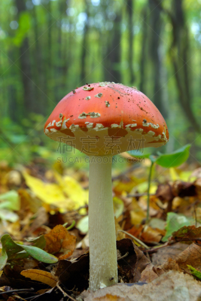 叶子,蘑菇,树林,鸊鷉,真菌和霉菌,垂直画幅,褐色,无人,干花,夏天