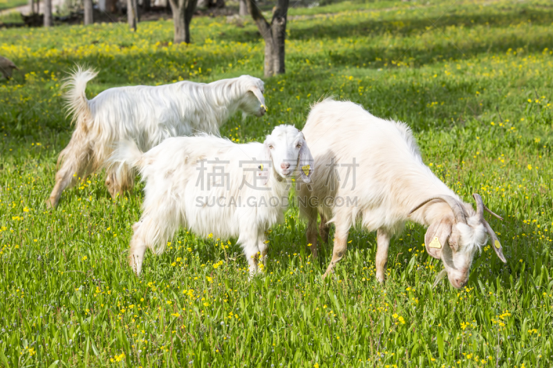 草,山羊,自由,牧场,陡峭,田地,可爱的,自然,肖像,图像