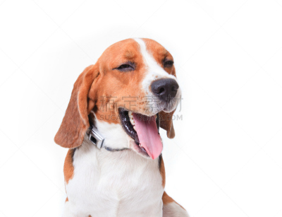 比格犬,白色,狗,动物头,美,褐色,动物嘴,颈,水平画幅,动物耳朵