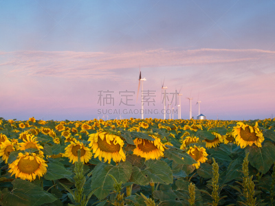 风轮机,向日葵,水平画幅,风力,早晨,涡轮,夏天,户外,机器,转