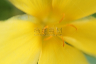 仅一朵花,背景,黄色,大特写,凌霄花,鹭管鱼,铃,接骨木树,品牌名称,小酒杯