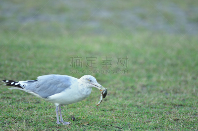 黑脊鸥,螃蟹,埃萨提岛国家海岸,自然,留白,野生动物,水平画幅,无人,鸟类,野外动物
