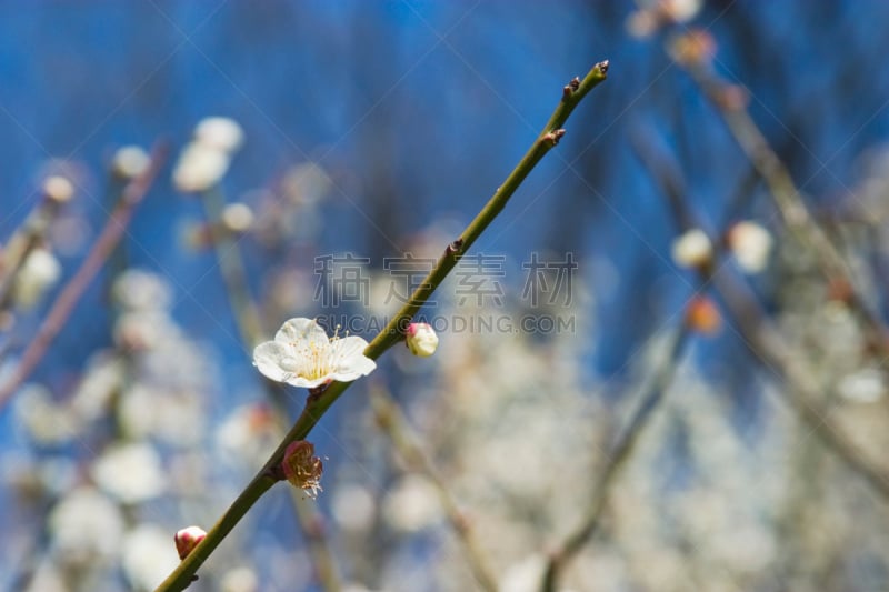 李子,小石川后乐园,文京区,梅花,白色,植物,水平画幅,无人,2015年,粉色