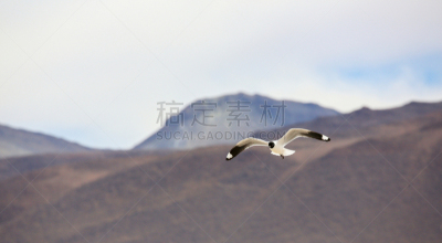 乌尤尼盐沼,沙漠,海鸥,盐,玻利维亚,智利,安地斯山脉,国境线,飞,靠近